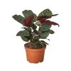 House Plant Dropship Calathea Ornata Live Plants
