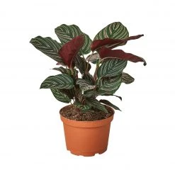 House Plant Dropship Calathea Ornata Live Plants