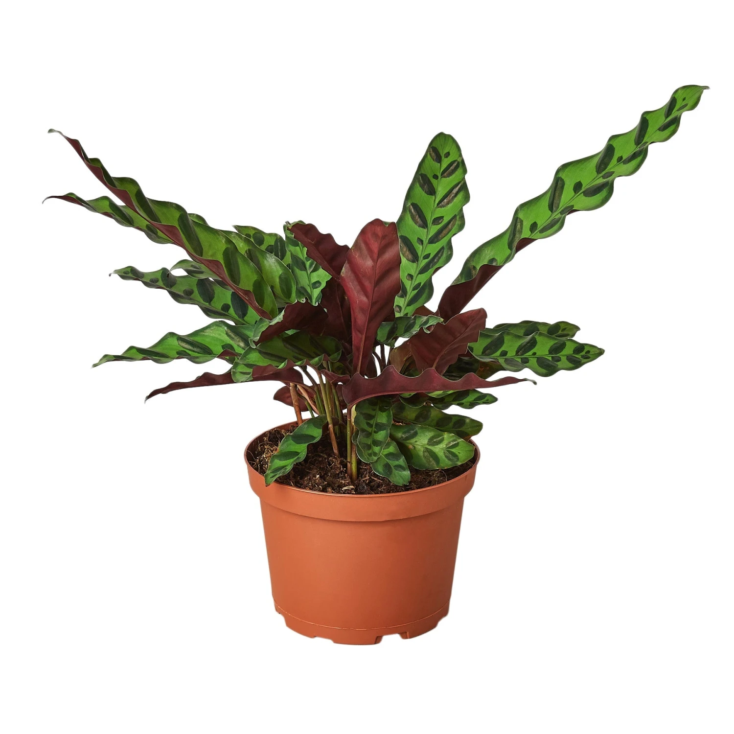 House Plant Dropship Calathea Rattlesnake New 3 House Plant Dropship Calathea Rattlesnake New