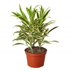 House Plant Dropship Song Of India 7 House Plant Dropship Song Of India