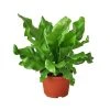 House Plant Dropship Live Plants Bird's Nest Nidus Fern
