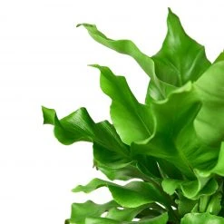 House Plant Dropship Live Plants Bird's Nest Nidus Fern