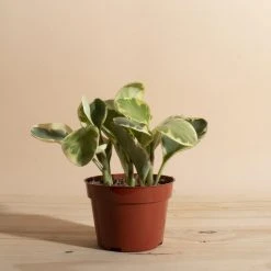 Home Botanicals Peperomia Rubber Live Plants 8 Home Botanicals Peperomia Rubber Live Plants