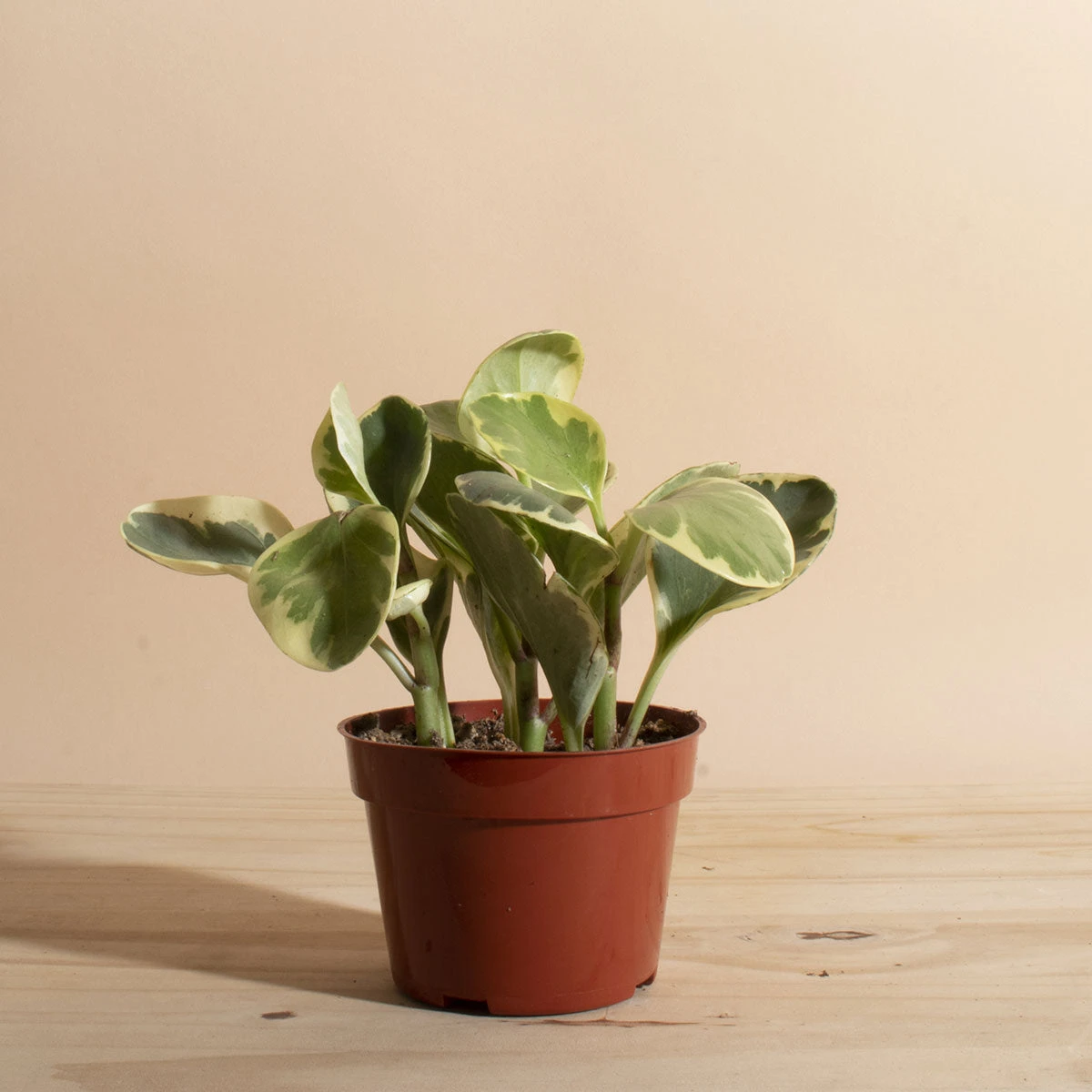 Home Botanicals Peperomia Rubber Live Plants 5 Home Botanicals Peperomia Rubber Live Plants