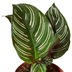 House Plant Dropship Calathea Ornata Live Plants