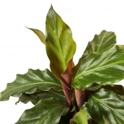 House Plant Dropship Calathea Rufibarba
