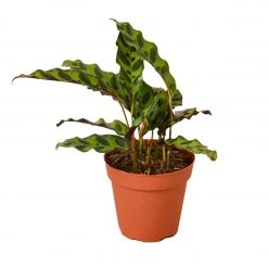 House Plant Dropship Calathea Rattlesnake New 7 House Plant Dropship Calathea Rattlesnake New