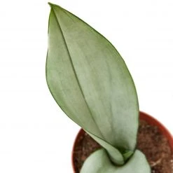House Plant Dropship Snake Plant Moonshine Live Plants