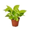House Plant Dropship New Pothos 'Neon' 1 House Plant Dropship New Pothos 'Neon'