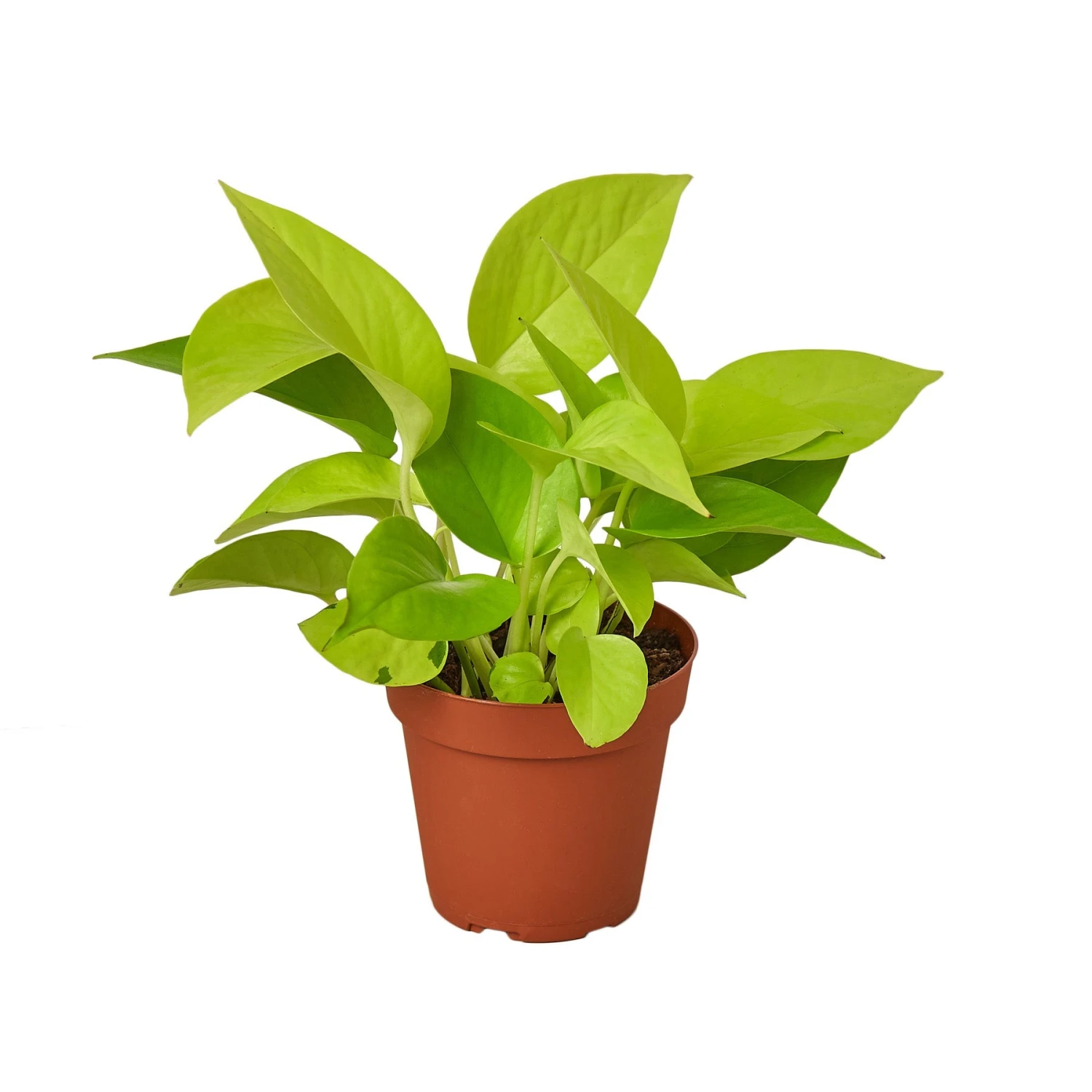 House Plant Dropship New Pothos 'Neon' 3 House Plant Dropship New Pothos 'Neon'