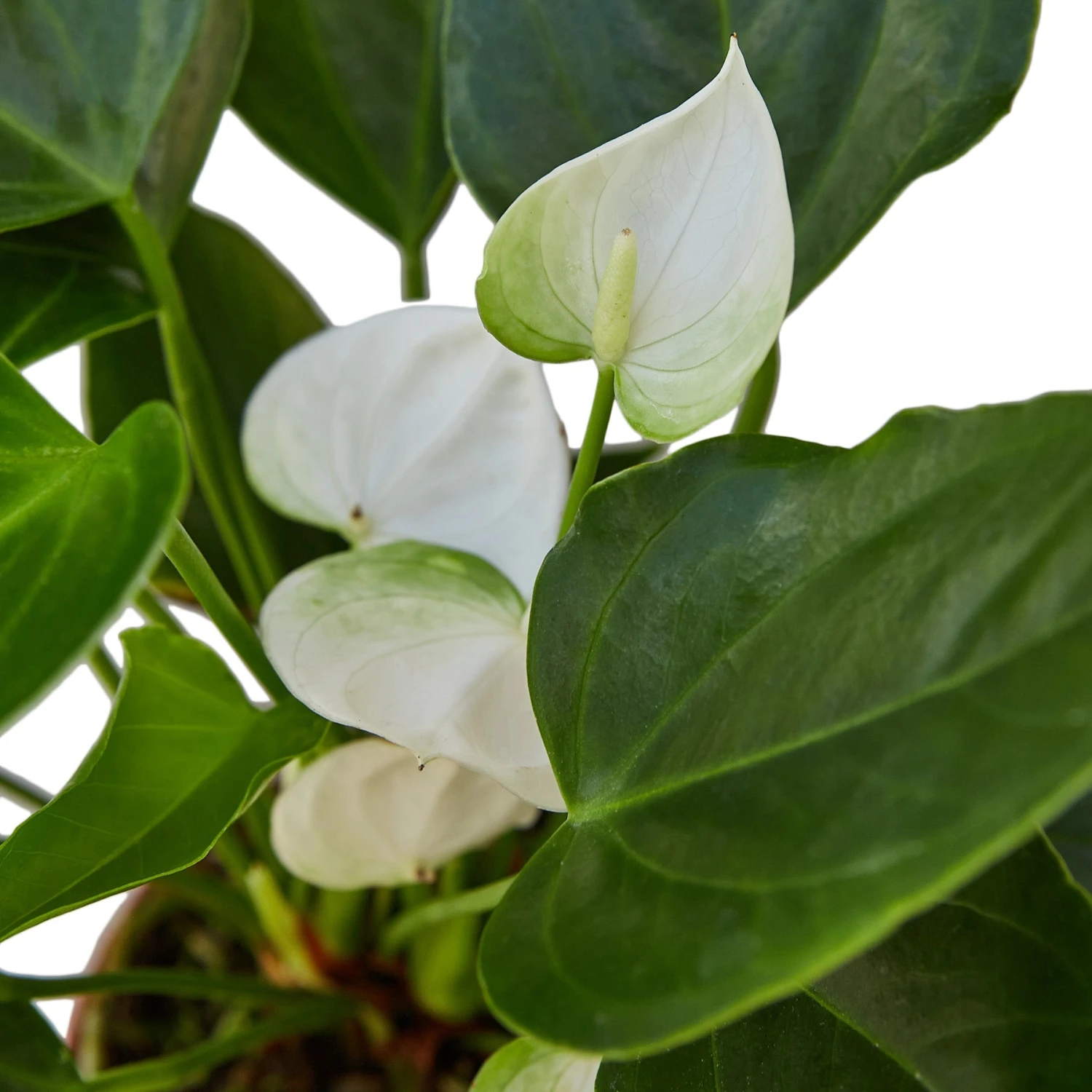 House Plant Dropship Anthurium 'White' 4 House Plant Dropship Anthurium 'White'