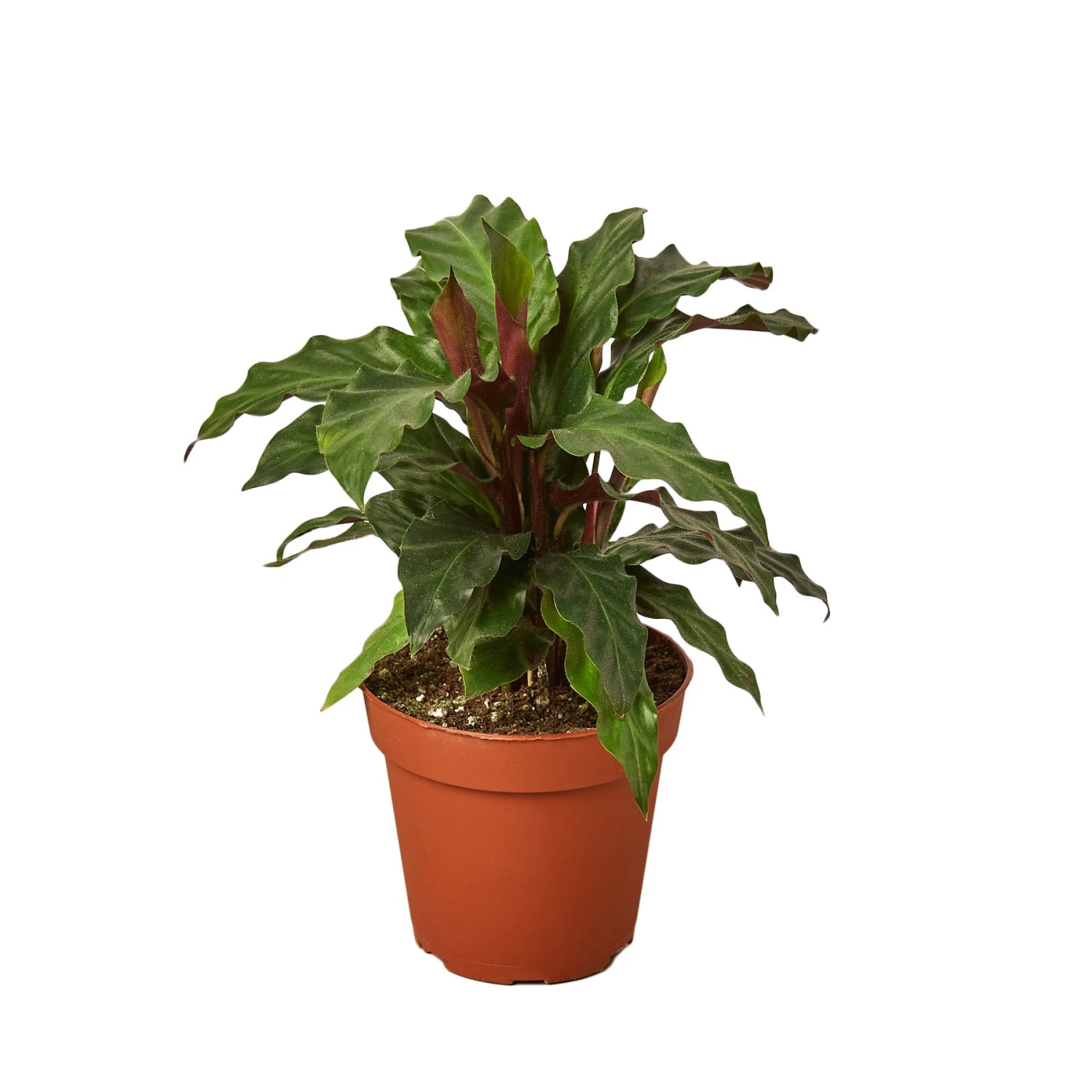 House Plant Dropship Calathea Rufibarba 3 House Plant Dropship Calathea Rufibarba