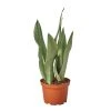 House Plant Dropship Snake Plant Moonshine Live Plants 2 House Plant Dropship Snake Plant Moonshine Live Plants