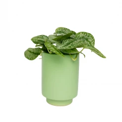 Jungalow® Kiwi Green Kaya Pot By Justina Blakeney™ Planters