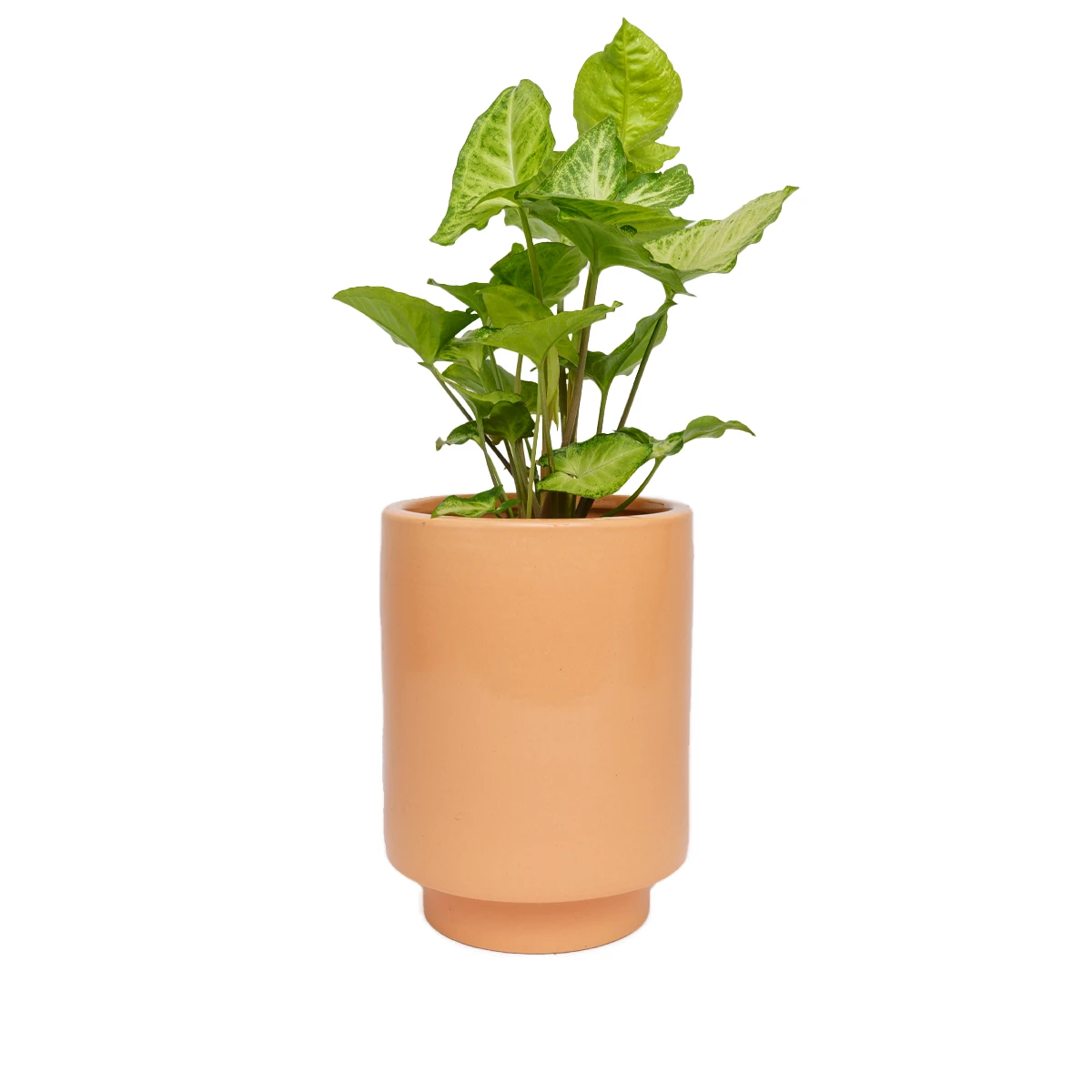 Jungalow® Melon Kaya Pot By Justina Blakeney™ Planters 3 Jungalow® Melon Kaya Pot By Justina Blakeney™ Planters