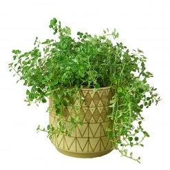 House Plant Dropship Diamond Planter 8 House Plant Dropship Diamond Planter