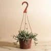 Home Botanicals Fish Hook Hanging Plant 1 Home Botanicals Fish Hook Hanging Plant