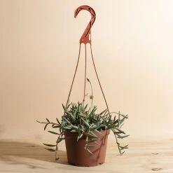 Home Botanicals Fish Hook Hanging Plant