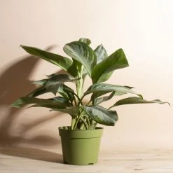 Home Botanicals Ag Silver Bay Live Plants