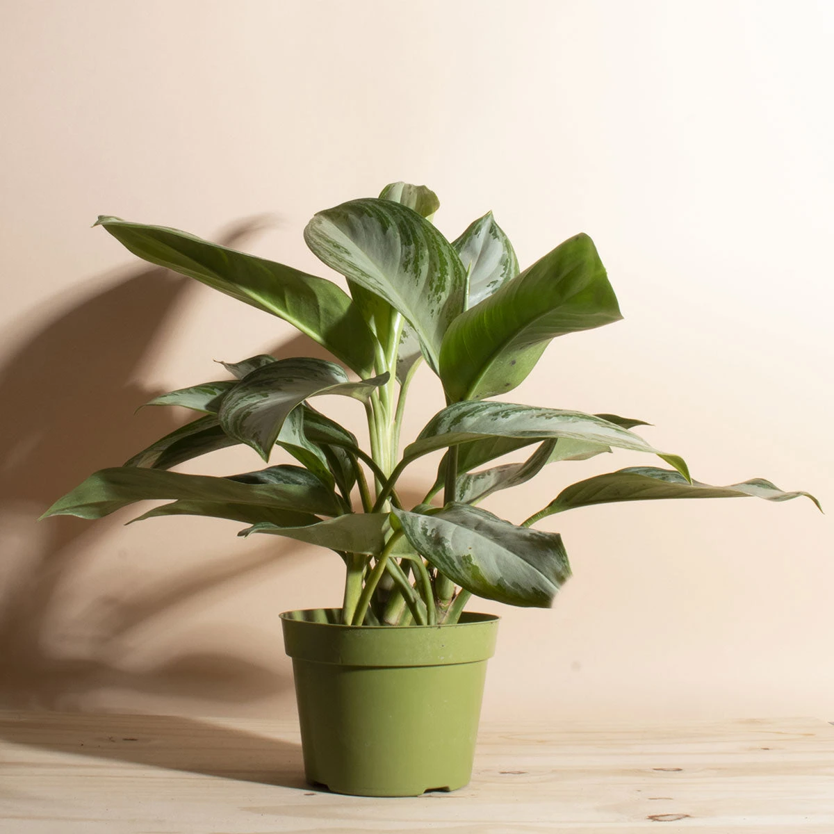 Home Botanicals Ag Silver Bay Live Plants 3 Home Botanicals Ag Silver Bay Live Plants