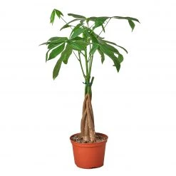 House Plant Dropship Live Plants Money Tree