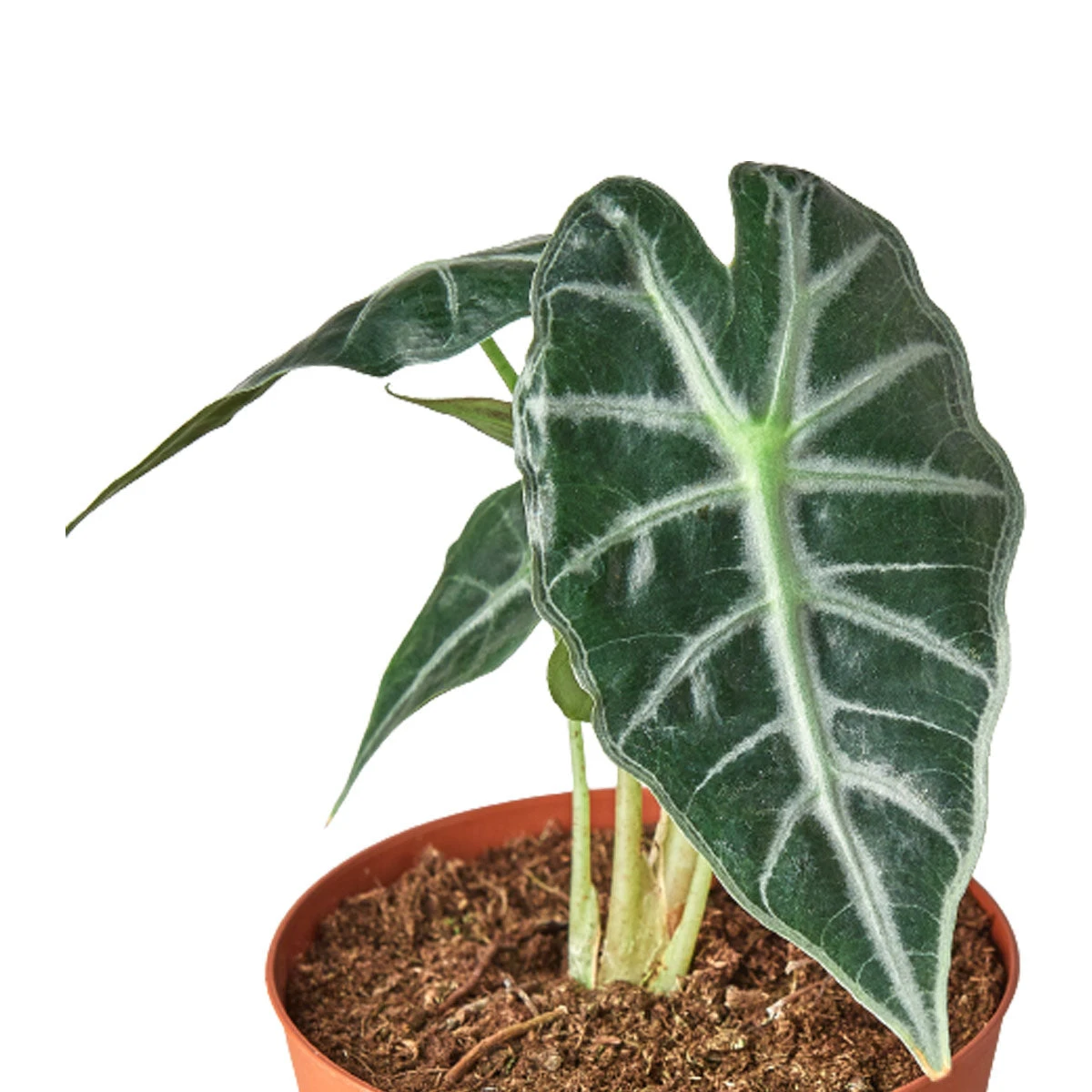 House Plant Dropship Live Plants Alocasia Amazonica 4 House Plant Dropship Live Plants Alocasia Amazonica