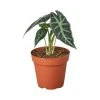 House Plant Dropship Live Plants Alocasia Amazonica 1 House Plant Dropship Live Plants Alocasia Amazonica