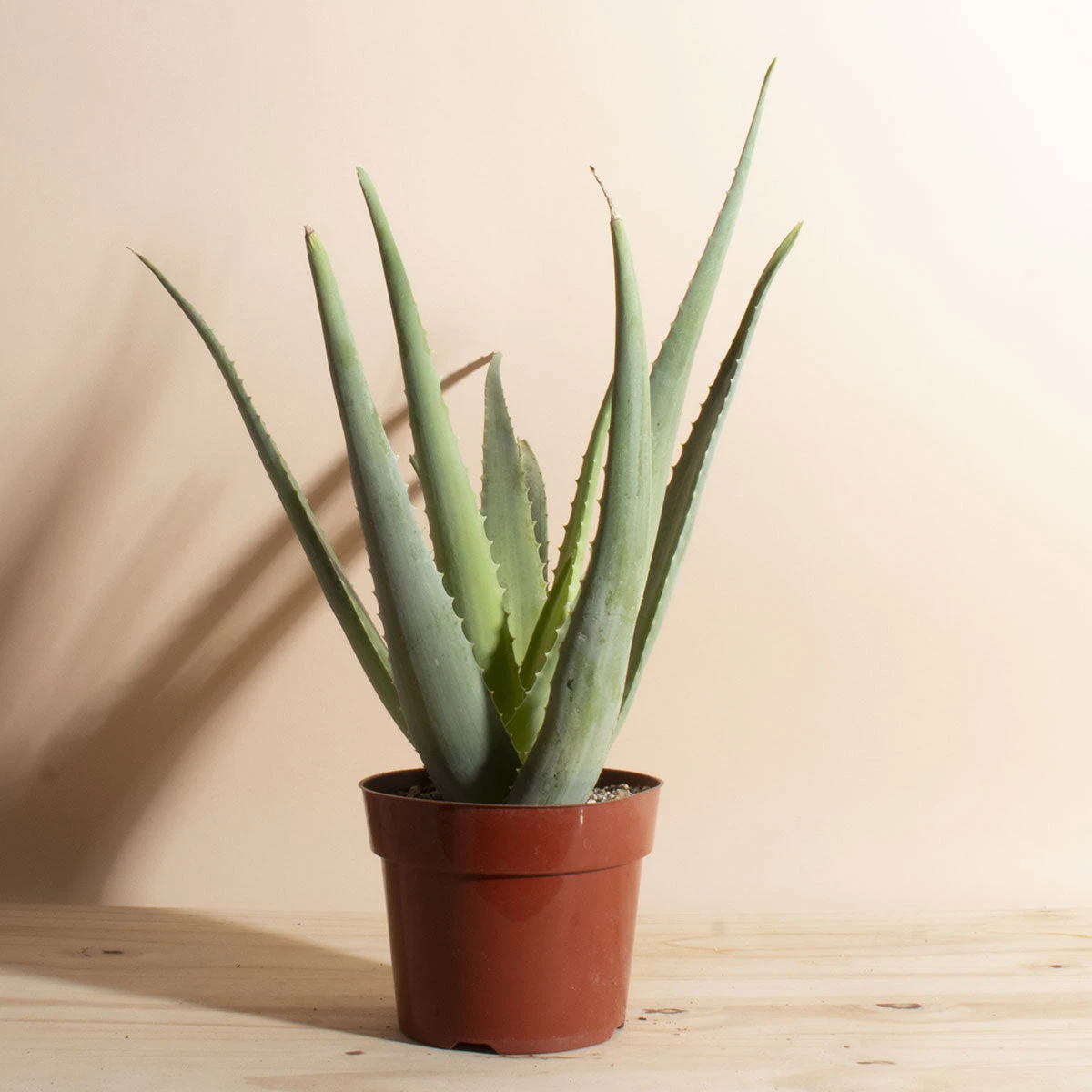 Home Botanicals Aloe Vera Live Plants 4 Home Botanicals Aloe Vera Live Plants