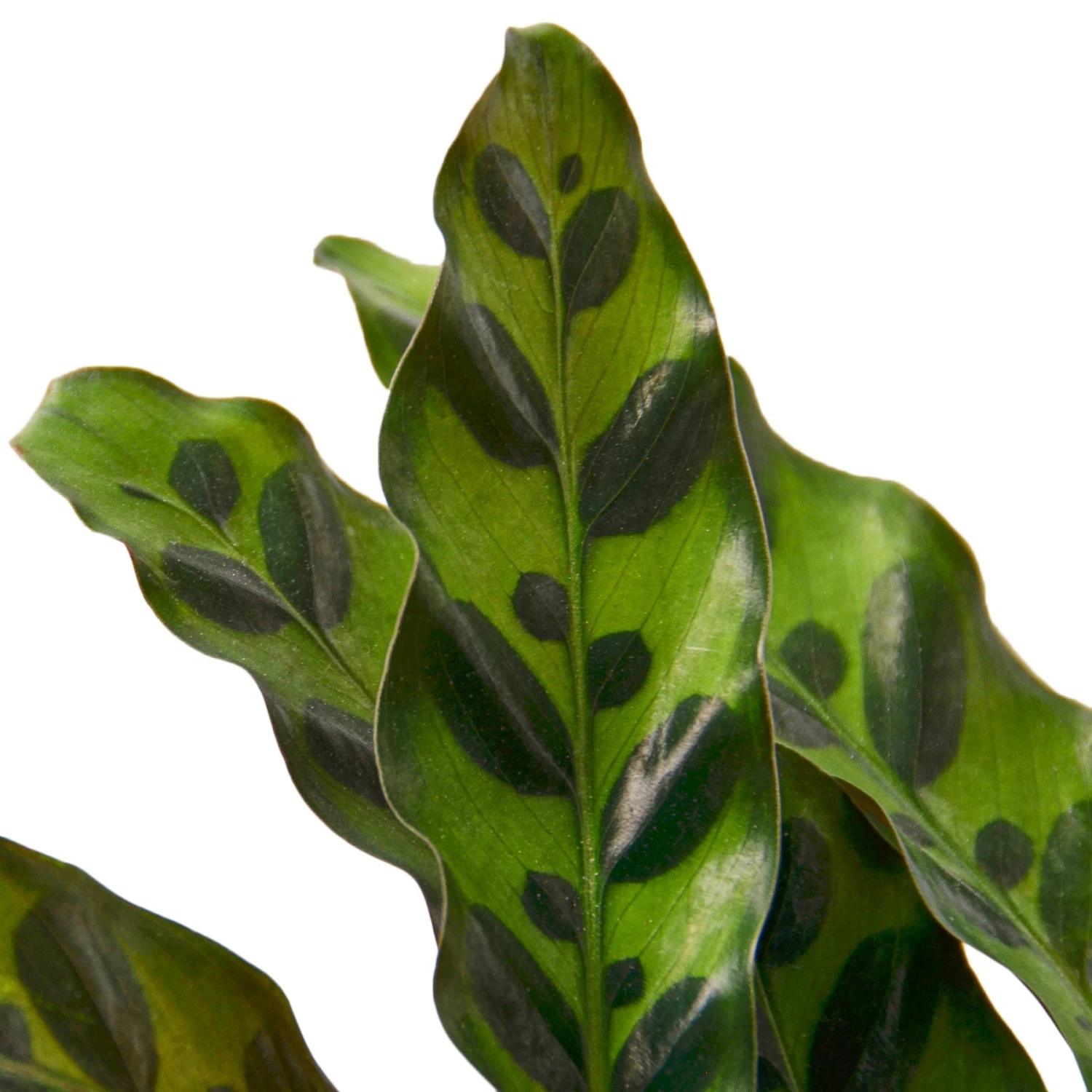 House Plant Dropship Calathea Rattlesnake New 4 House Plant Dropship Calathea Rattlesnake New