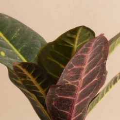 Home Botanicals Live Plants Croton Petra