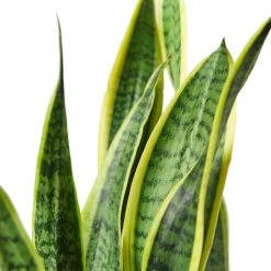 House Plant Dropship Snake Plant Laurentii Live Plants