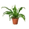 House Plant Dropship Bird’s Nest Fern 2 House Plant Dropship Bird’s Nest Fern