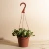 Home Botanicals Trailing Jade Hanging Plant