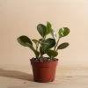 Home Botanicals Peperomia Rubber Live Plants