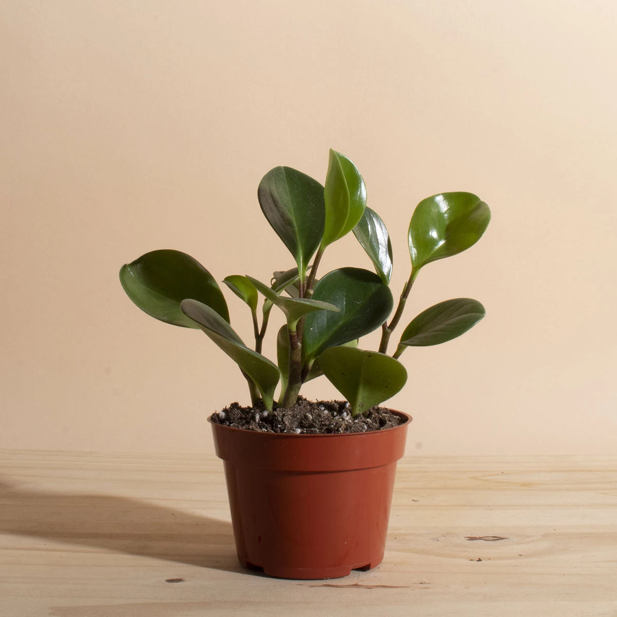 Home Botanicals Peperomia Rubber Live Plants 3 Home Botanicals Peperomia Rubber Live Plants