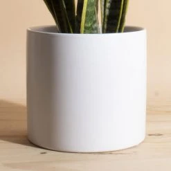 Home Botanicals Live Plants Snake Plant + Ceramic White Planter