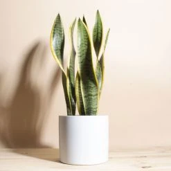 Home Botanicals Live Plants Snake Plant + Ceramic White Planter