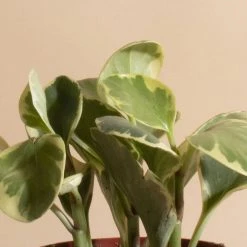 Home Botanicals Peperomia Rubber Live Plants 9 Home Botanicals Peperomia Rubber Live Plants