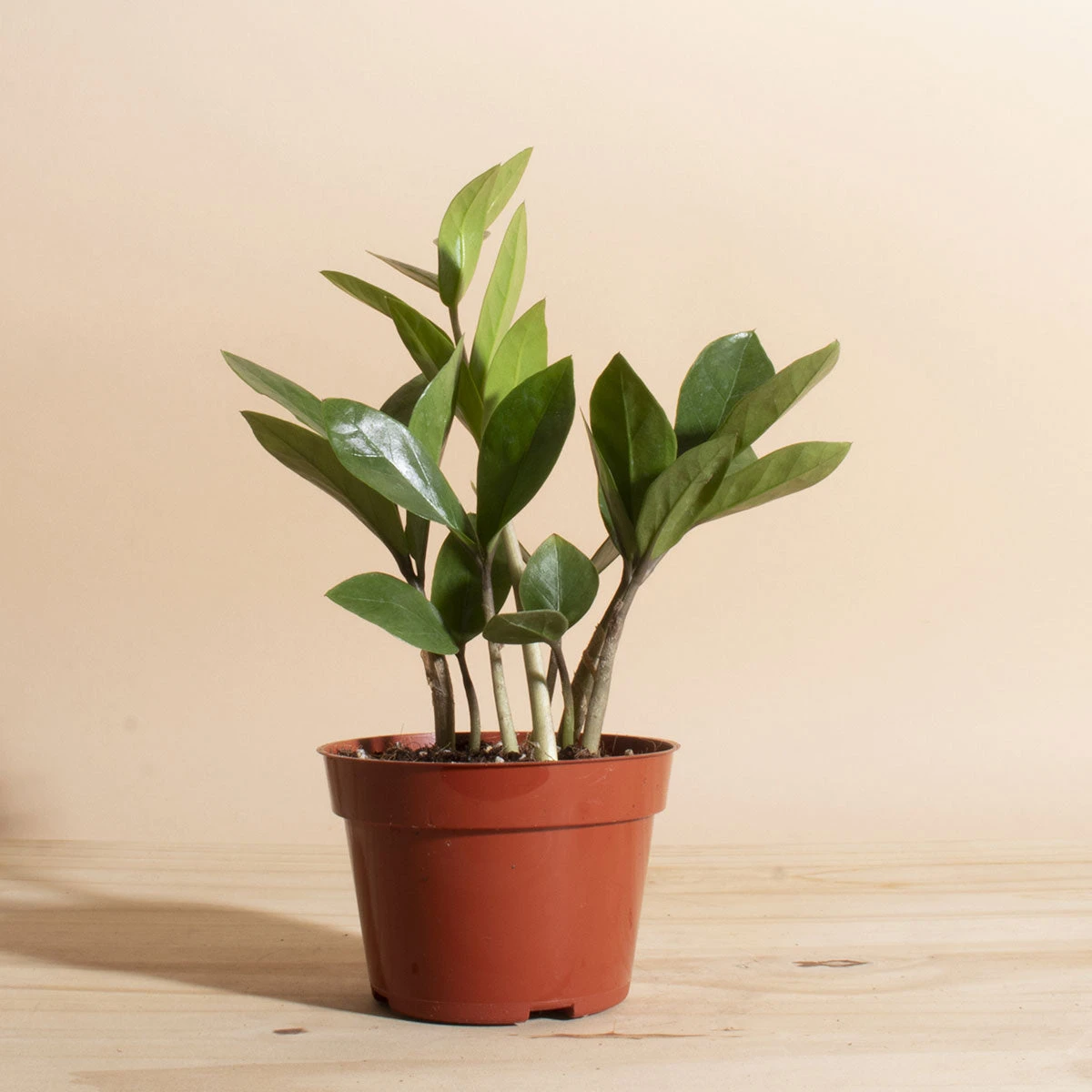 Home Botanicals Live Plants ZZ Plant 4 Home Botanicals Live Plants ZZ Plant